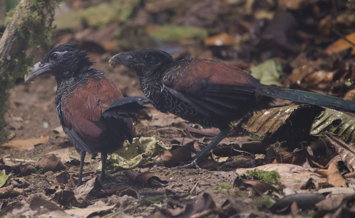 Banded Ground-Cuckoo - ML204101751