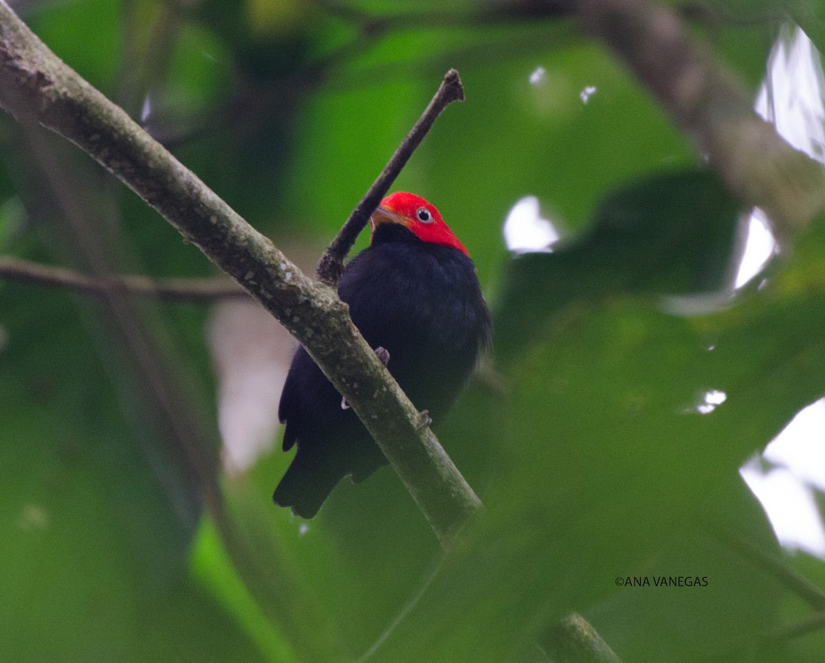 Kırmızı Takkeli Manakin - ML204101831