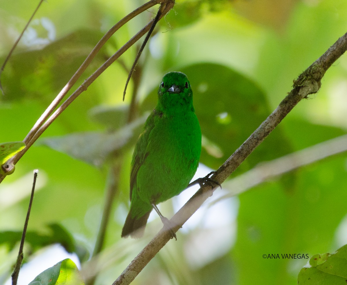 Glistening-green Tanager - Ana Vanegas
