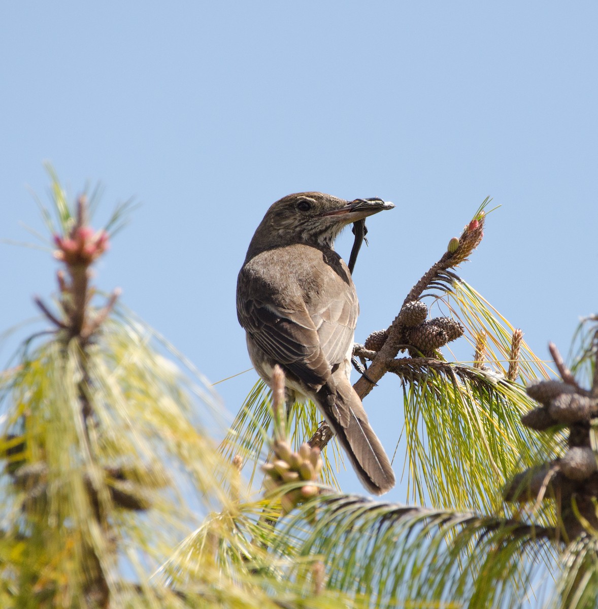 White-tailed Shrike-Tyrant - ML204101911