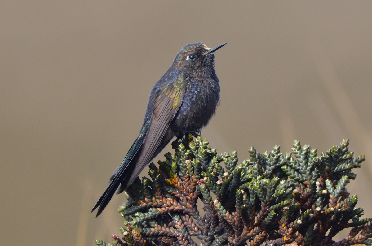 Blue-mantled Thornbill - Ana Vanegas