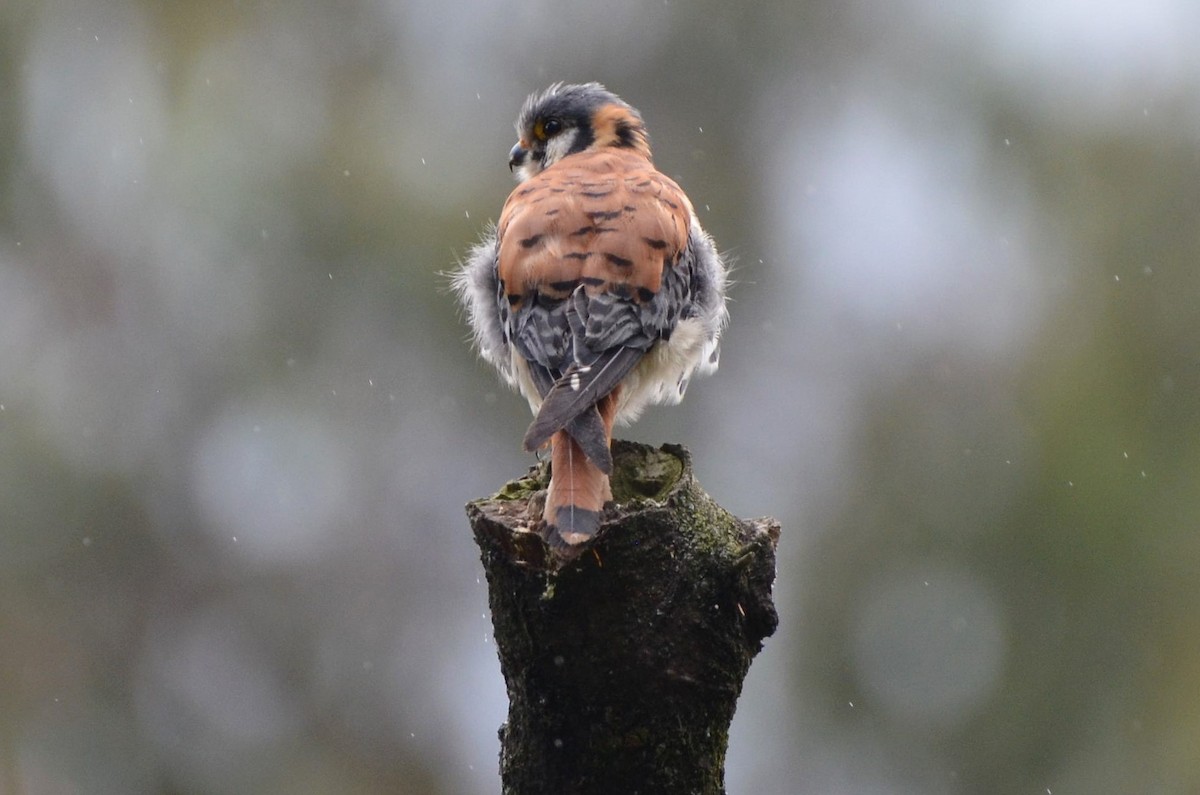American Kestrel (South American) - Ana Vanegas