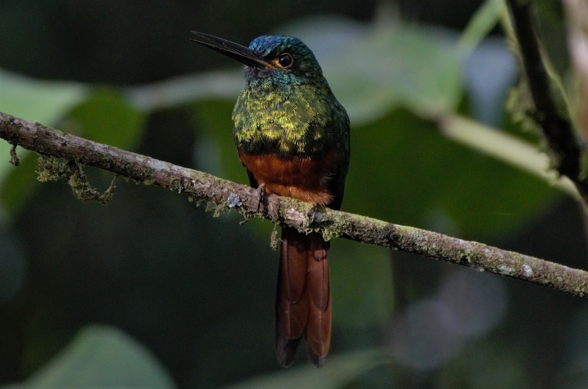 Coppery-chested Jacamar - Ana Vanegas