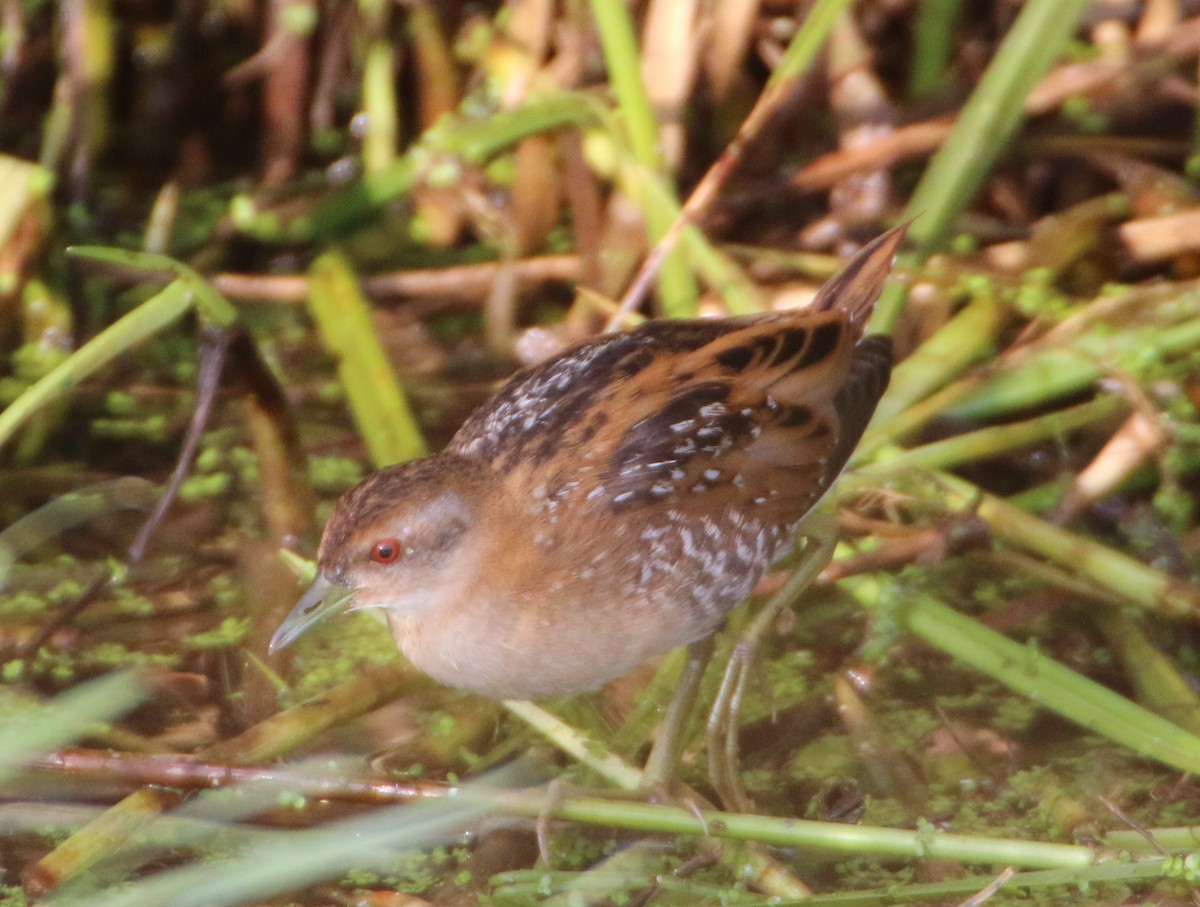 Baillon's Crake - ML204102071