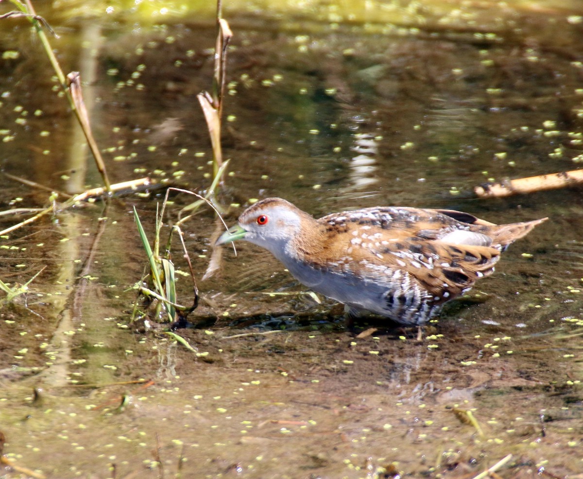 Baillon's Crake - ML204102291