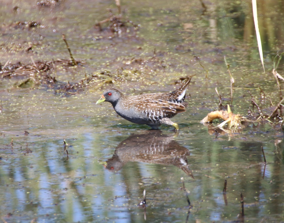 Australian Crake - ML204102311