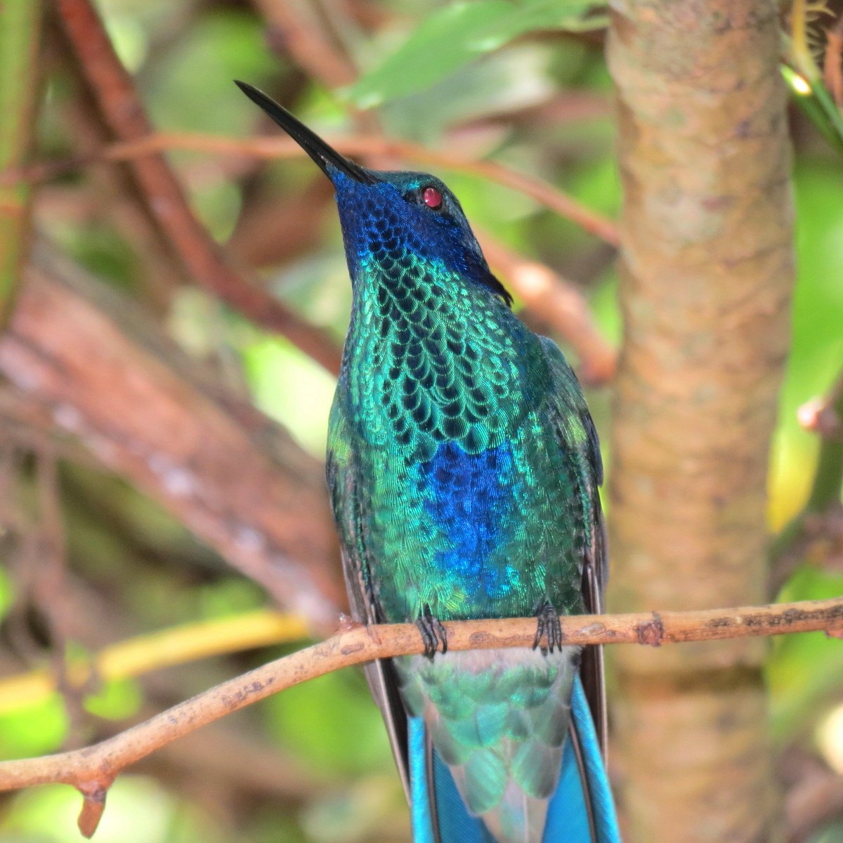 kolibřík modrolící - ML204102881