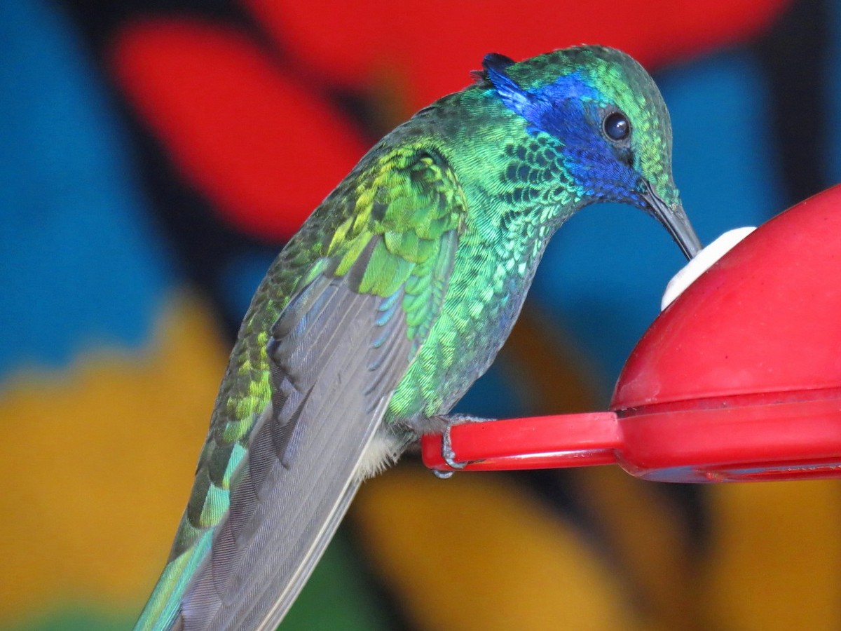 kolibřík modrolící - ML204102901