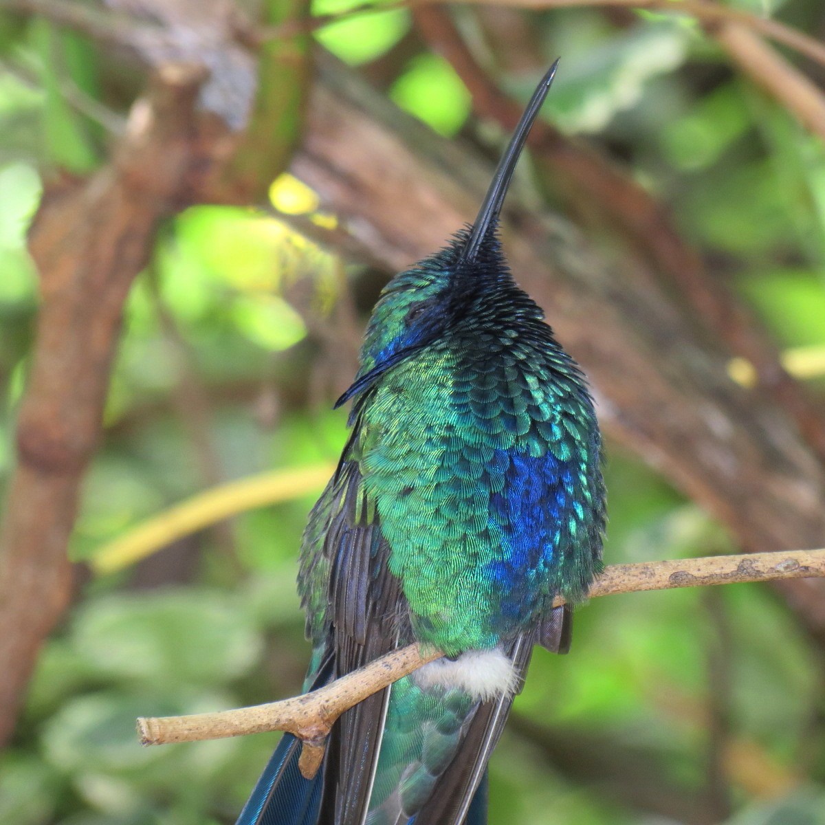 kolibřík modrolící - ML204102911