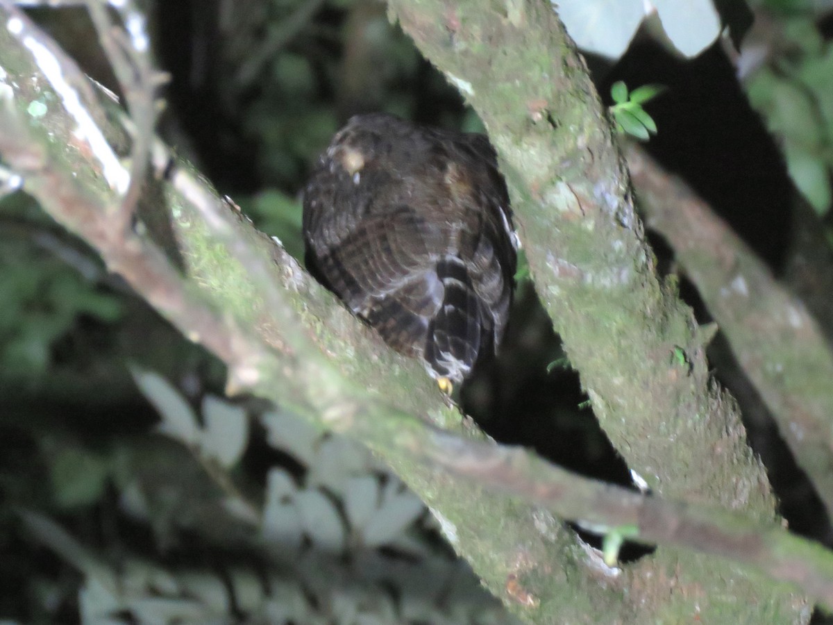 Mottled Owl (Mottled) - ML204103521