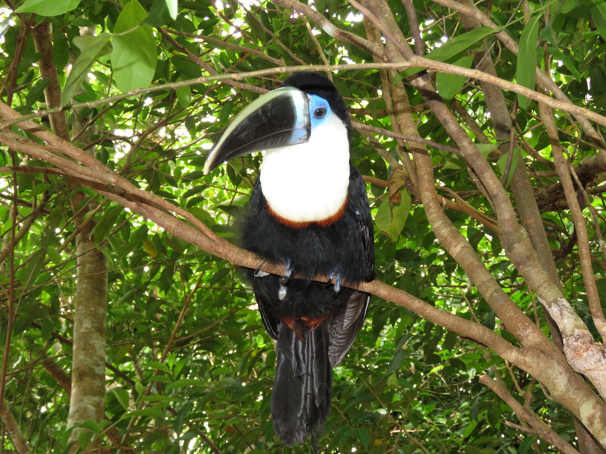 Channel-billed Toucan (Yellow-ridged) - Thore Noernberg