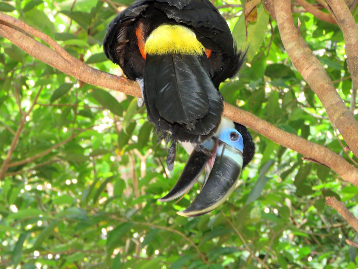 Channel-billed Toucan (Yellow-ridged) - Thore Noernberg