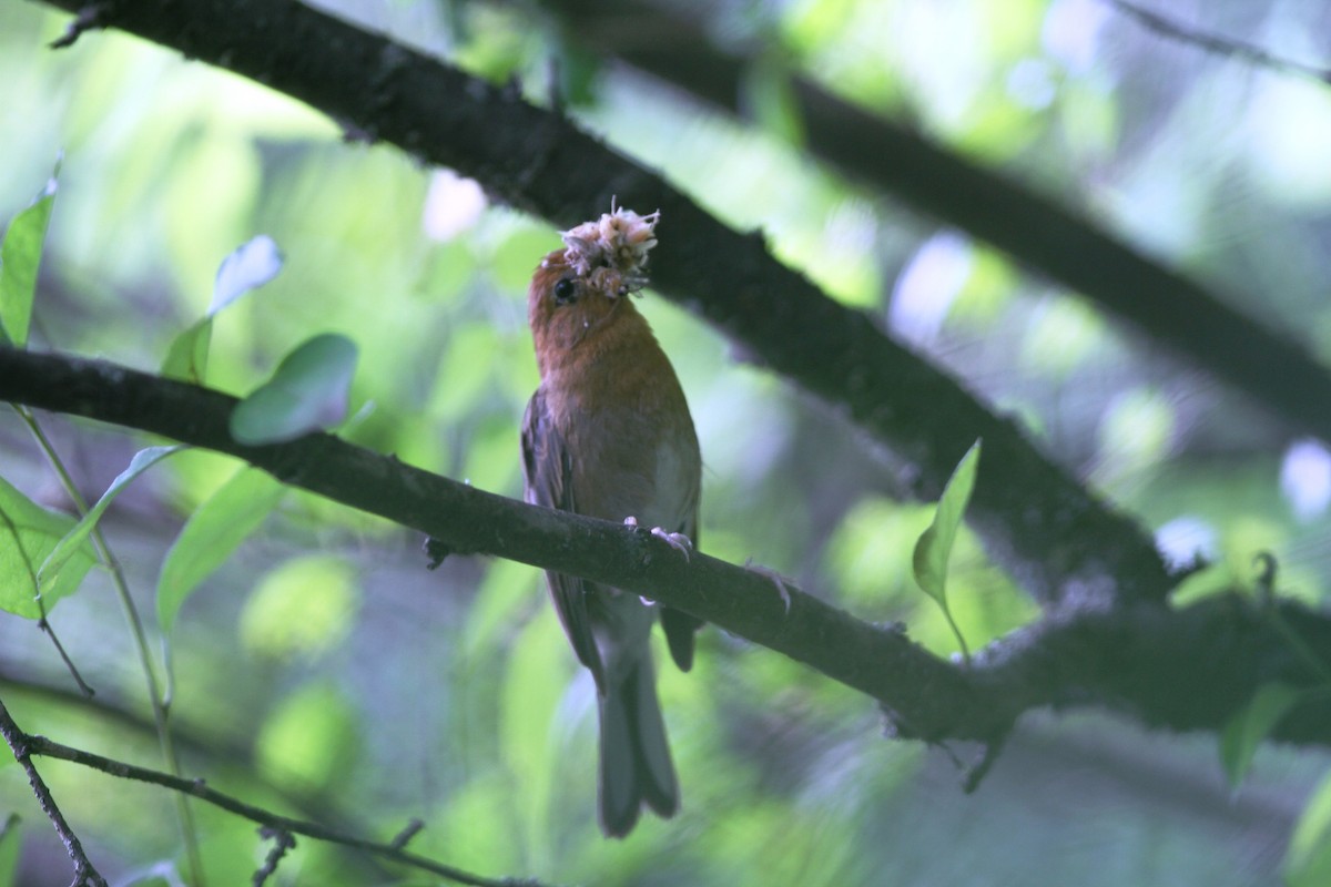 Slaty Bunting - ML204103771