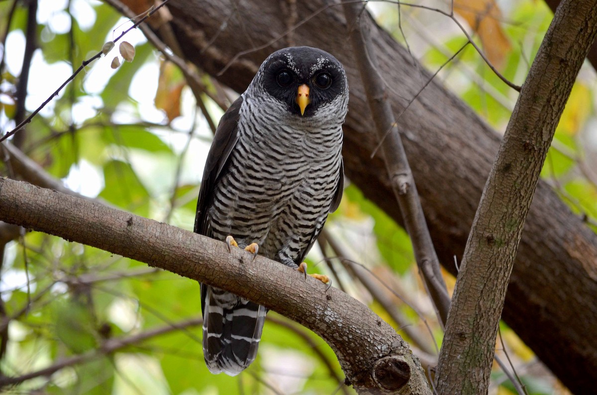 Black-and-white Owl - ML204103941