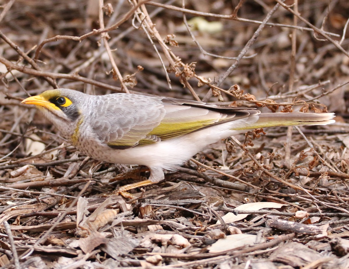 Yellow-throated Miner - mark broomhall