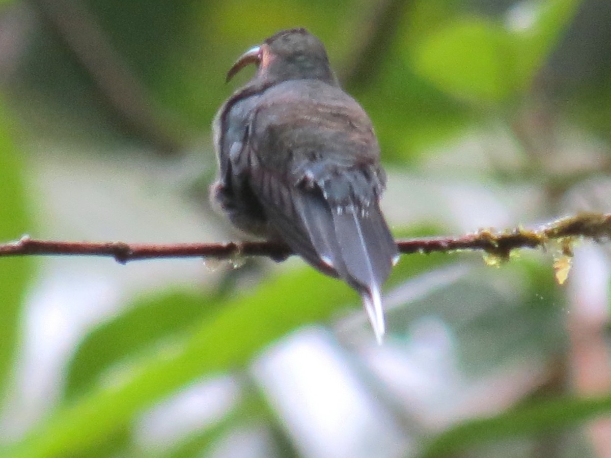 kolibřík šedobřichý - ML204105381