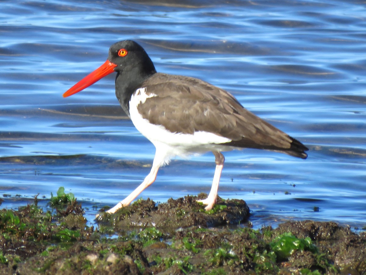 American Oystercatcher - Thore Noernberg