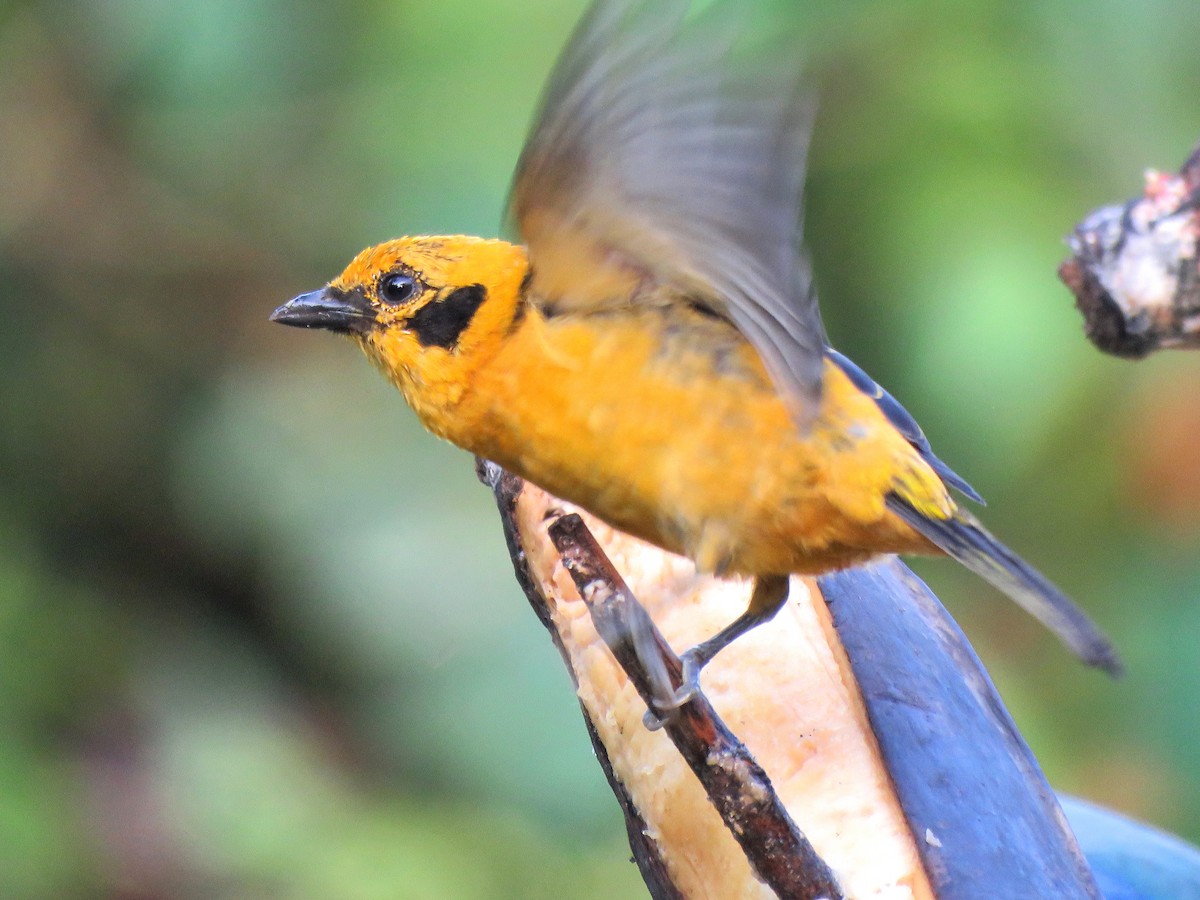 Golden Tanager (aurulenta Group) - Thore Noernberg