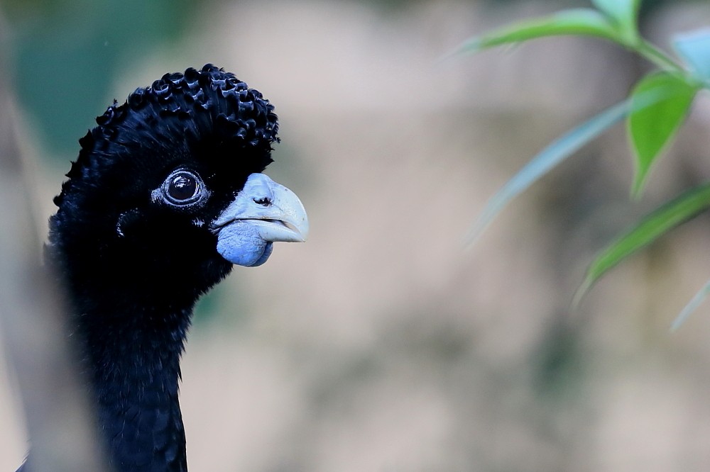 Blue-billed Curassow - ML204106011