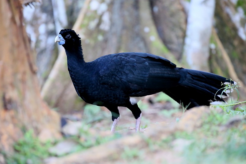 Blue-billed Curassow - ML204106021