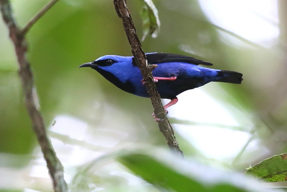 Short-billed Honeycreeper - Janos  Olah