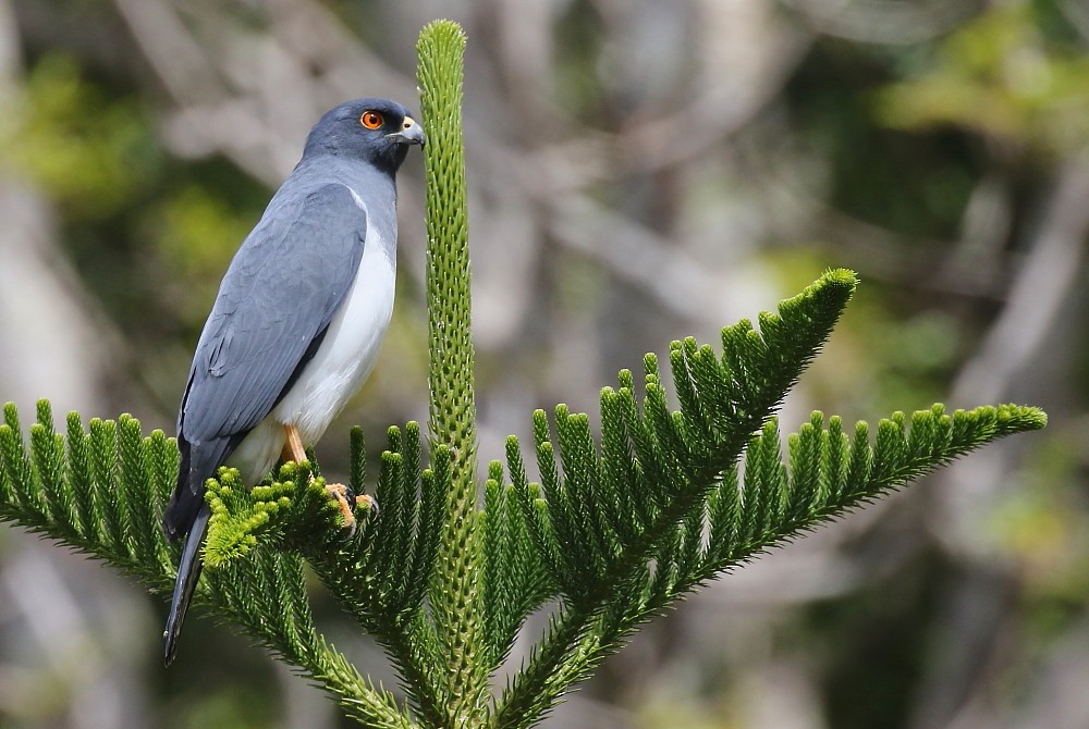 New Caledonian Goshawk - Janos  Olah