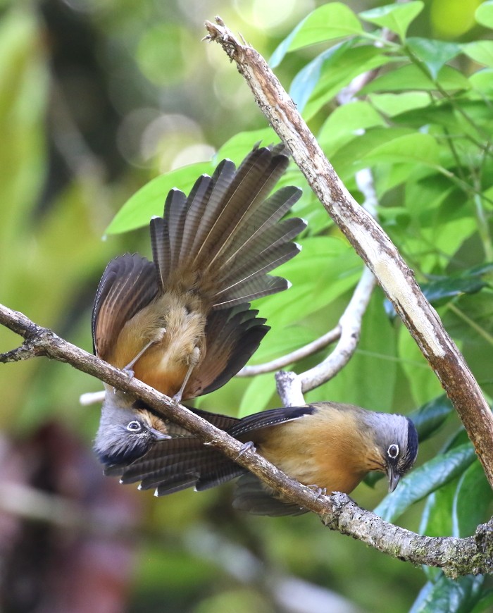 Black-crowned Barwing - Janos  Olah