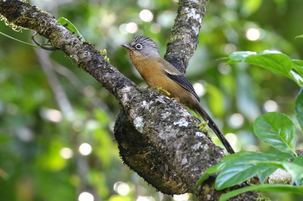 Black-crowned Barwing - Janos  Olah