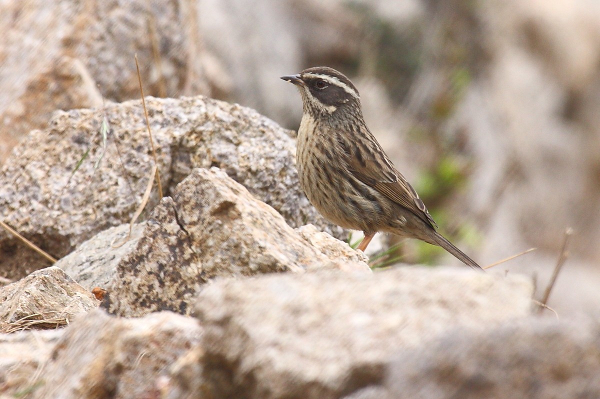 Radde's Accentor (Yemen) - ML204106221