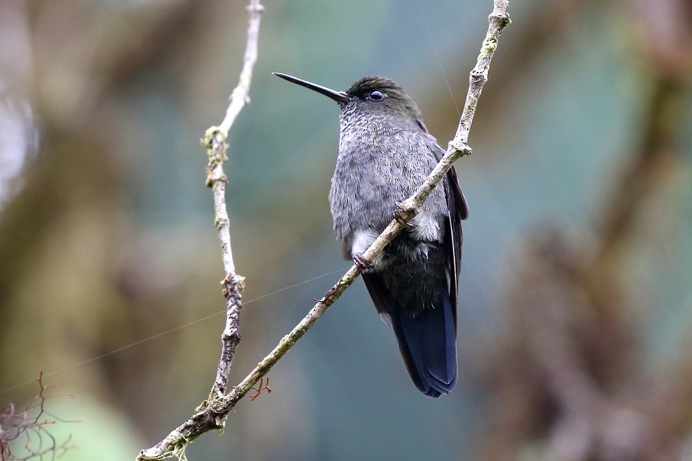 Hoary Puffleg - ML204106261