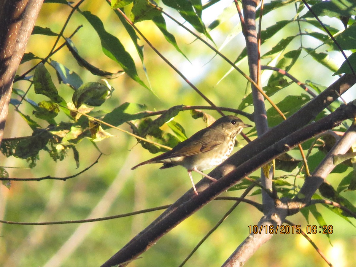 Hermit Thrush - Rhett Quigley