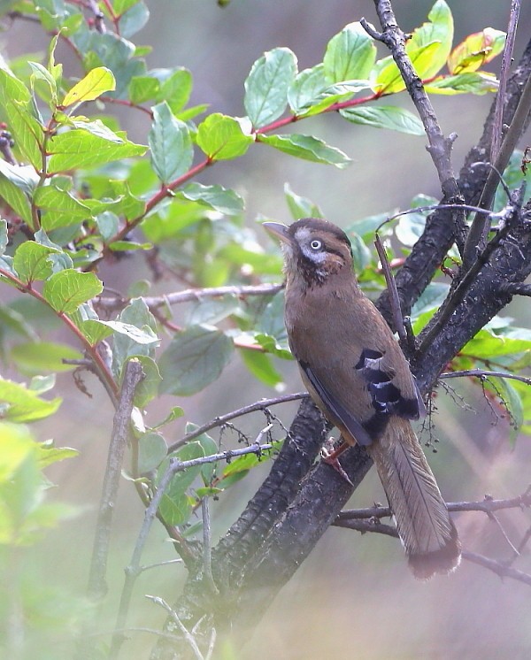 Moustached Laughingthrush (Eastern) - Janos  Olah