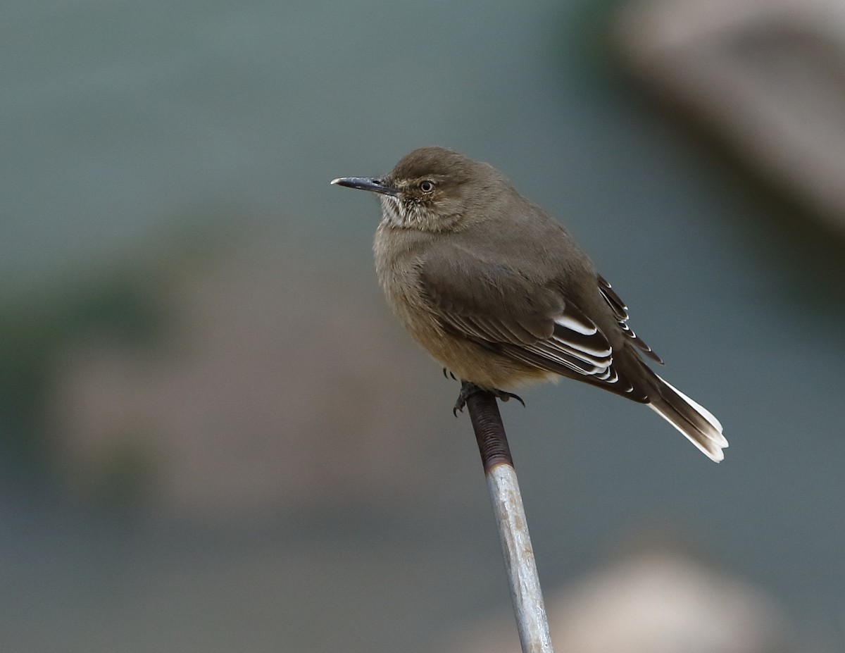 Black-billed Shrike-Tyrant - ML204106641