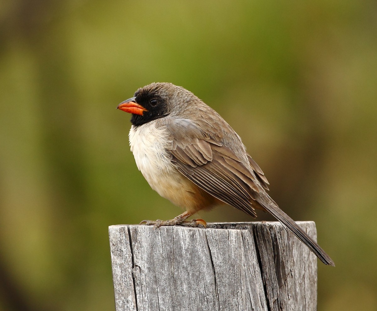 Black-throated Saltator - ML204106691