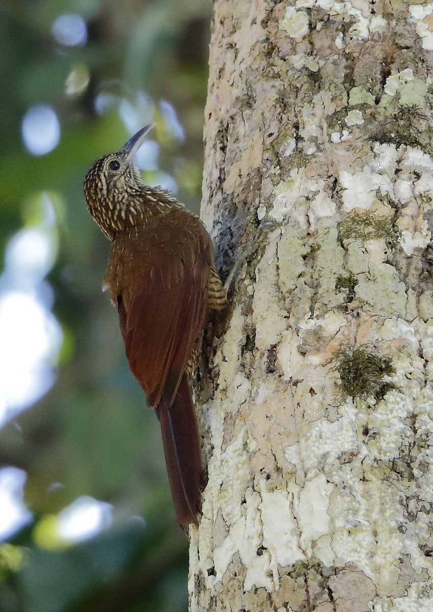 Black-banded Woodcreeper (Black-banded) - Héctor Bottai