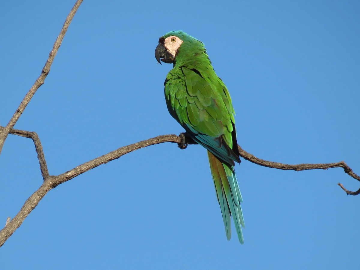 Chestnut-fronted Macaw - Thore Noernberg