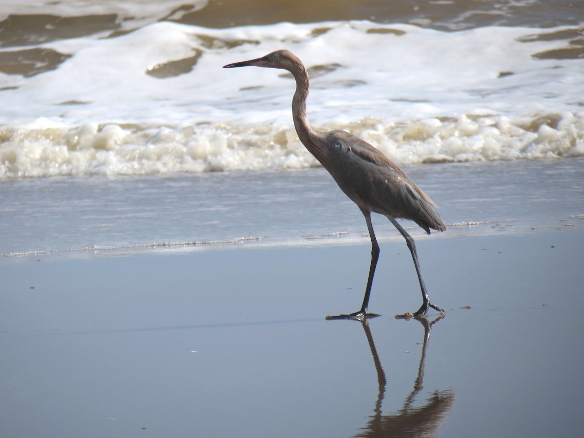 Reddish Egret - ML204107141