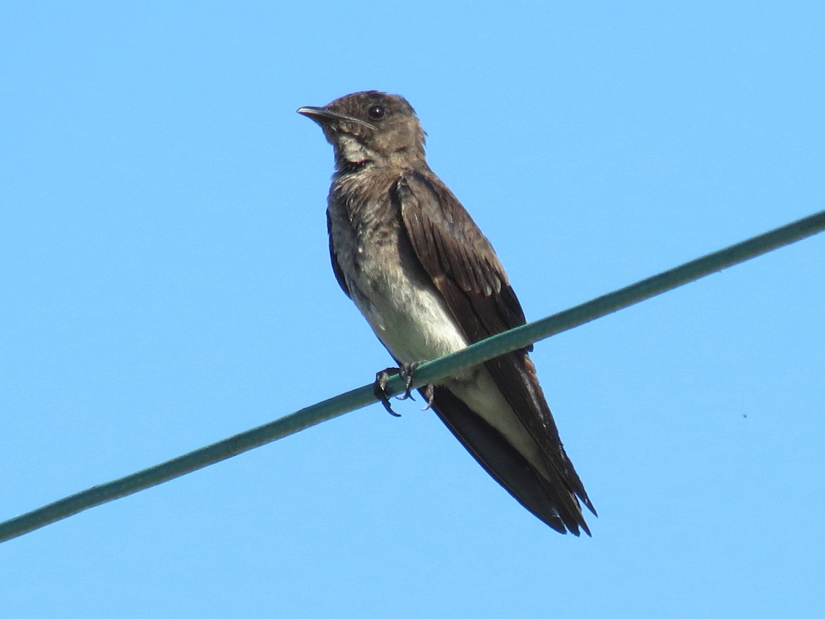 Gray-breasted Martin - ML204107151