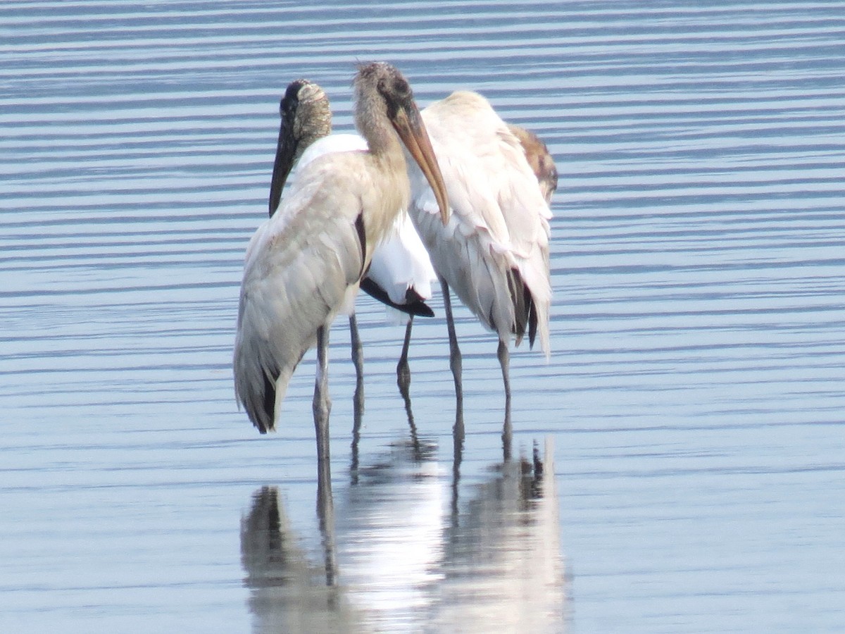 Wood Stork - Thore Noernberg