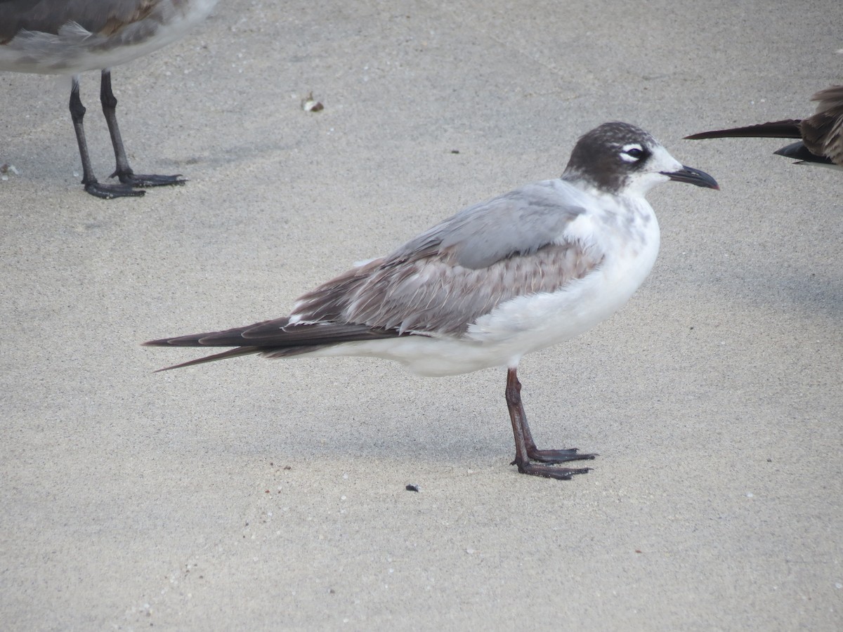 Gaviota Pipizcan - ML204107461