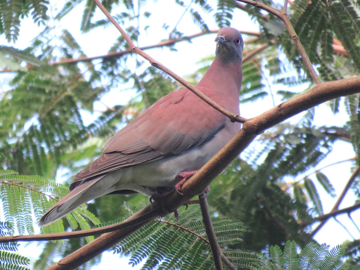 Pigeon rousset - ML204107501