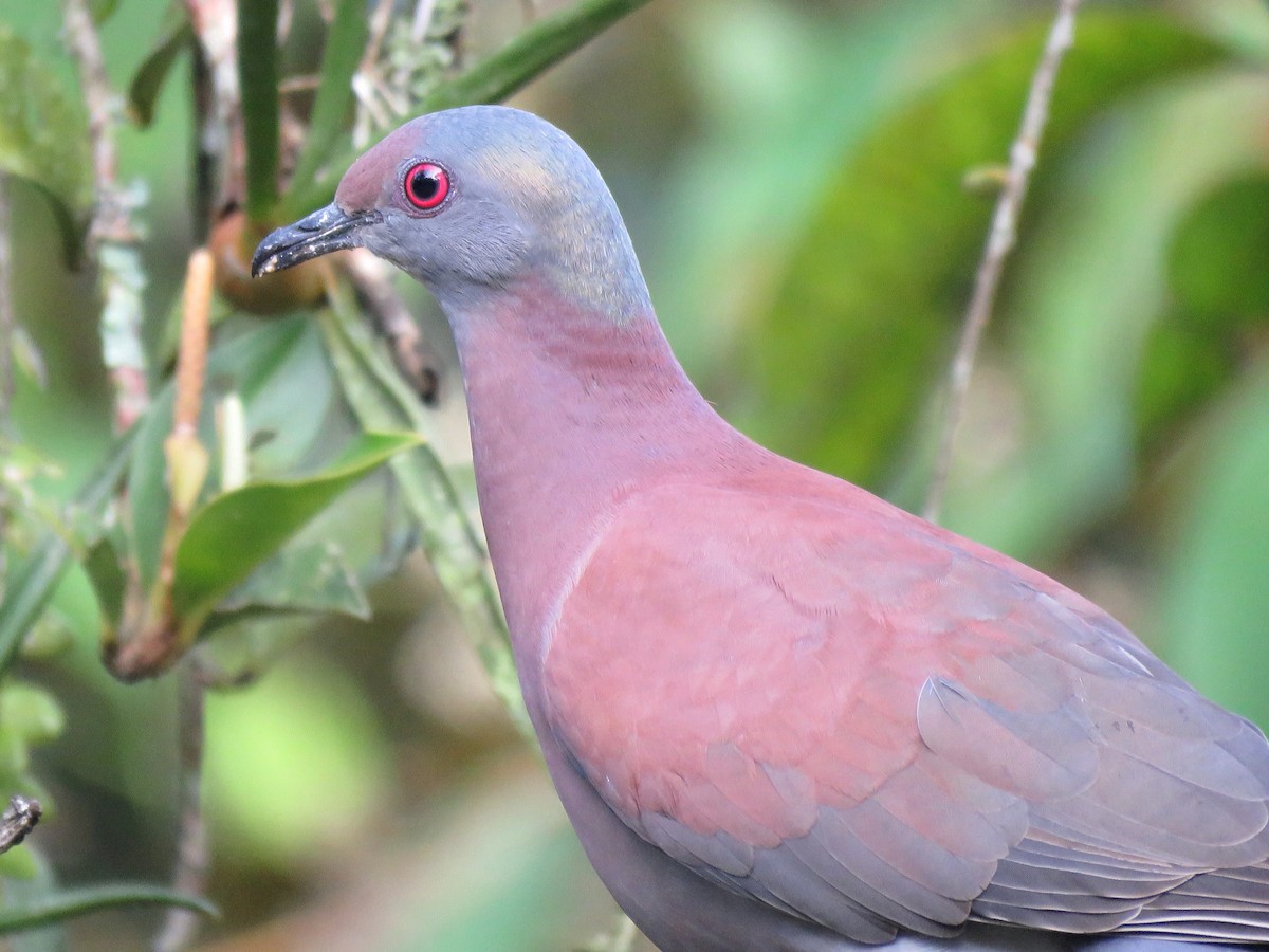 Pigeon rousset - ML204107511