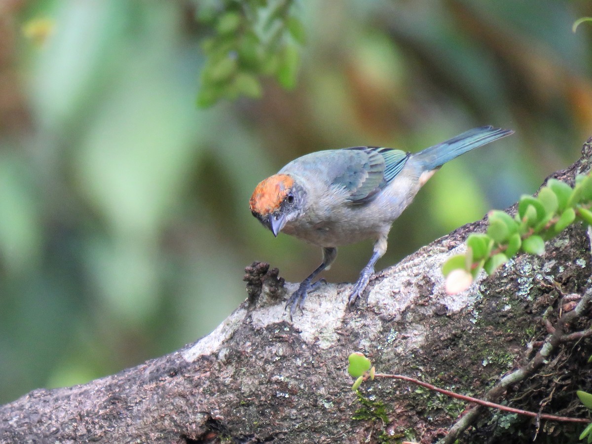 Scrub Tanager - ML204107561