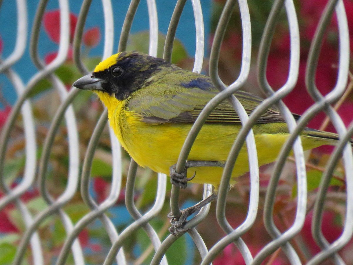 Thick-billed Euphonia (Black-tailed) - ML204107651