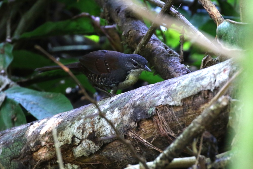 Tapaculo Amazónico - ML204108081