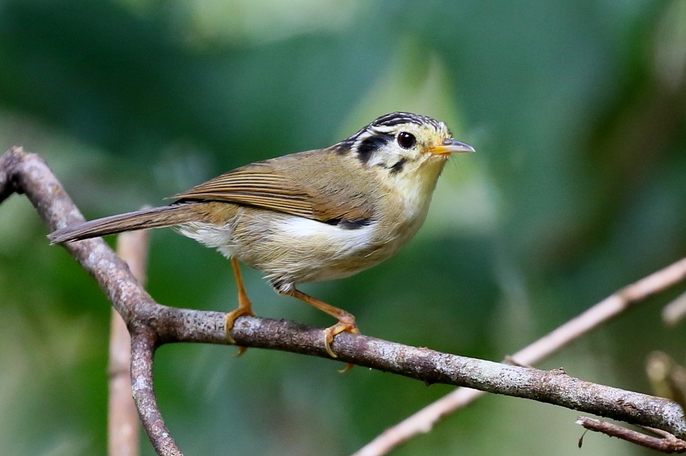 Black-crowned Fulvetta - Janos  Olah