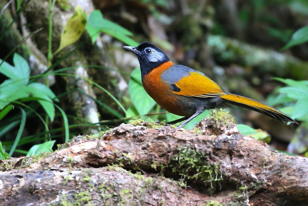 Collared Laughingthrush - Janos  Olah