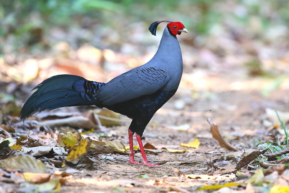 Siamese Fireback - Janos  Olah