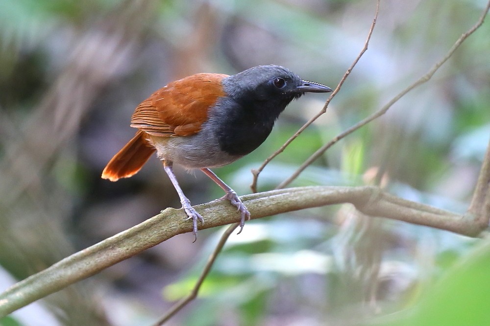 White-bellied Antbird - Janos  Olah