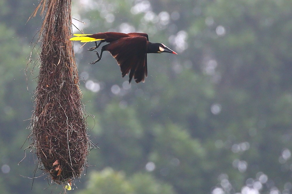 Baudo Oropendola - Janos  Olah